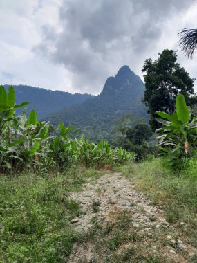 Arkasında yeşil bir dağ olan güzel Peru orman manzarası.