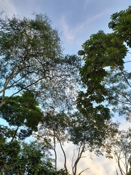  Ağaç tepeleri, Beyaz Bulutlu Canlı Günbatımına Karşı Siluetlendi.