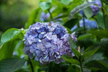 Bu, etrafını çevreleyen zarif yeşil yapraklarla çevrili güzel mor bir ortanca çiçeğinin yakın plan görüntüsü.