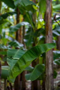 Burada canlı bir muz yaprağının detaylı bir yakın plan görüntüsü var. Muz ağacının zarif bir konumu, eşsiz dokusu ve rengini gözler önüne seriyor.