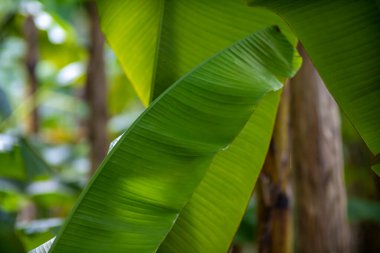 Bu, bereketli bir orman ortamının derinliklerinde bulunan canlı bir muz yaprağının yakından görüntüsü. Bu yaprağın karmaşık detaylarını ve dokularını vurguluyor.
