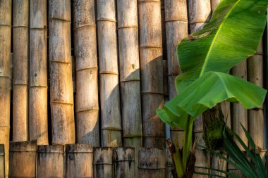 Bu resim, ön planda belirgin bir muz ağacı ile güzel inşa edilmiş bir bambu çitin yakın plan görüntüsünü içerir.
