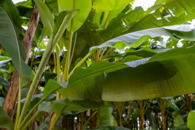 Doğada çarpıcı bir görsel etki yaratan yemyeşil yapraklarla bezenmiş canlı muz ağaçları kümesi.