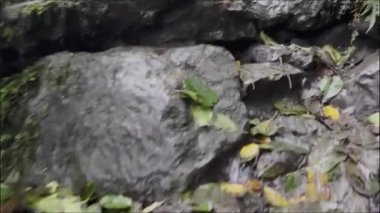 Canlı yaprakları ve nemi olan kayalık arazi manzarası doğanın her türlü güzelliğini gözler önüne seriyor.