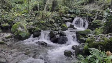 Huzurlu ve sakin bir şelale canlı bir orman ortamında yosunlu kayaların üzerinde zarifçe çağlıyor.