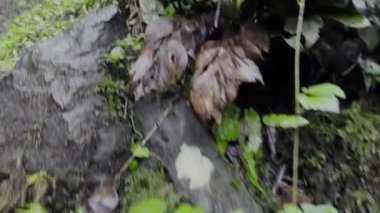 Yoğun, gelişen ve çeşitli bir orman yaşam alanının canlı yeşilliğine ve olağanüstü güzelliğine dalın.