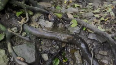 Güzel, sakin bir ağaç kökü manzarası, yemyeşil bir ormanda akan suyun yakınındaki taşlarla iç içe geçmiş.
