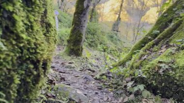 Canlı yeşil yosunlarla süslenmiş sakin bir patika sakin bir orman ortamında keşif yapmaya davet ediyor..