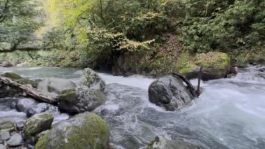 Huzurlu bir nehir zarif bir şekilde canlı yeşillikler arasında kıvrılarak doğanın harikalarını güzel bir şekilde sergiliyor.