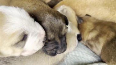 Sevimli yavrular birbirlerine sokulup sıcaklıklarını ve konforlarını küçük bir yığın halinde sergilerler.
