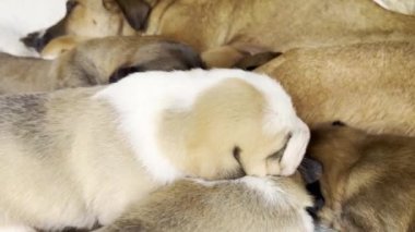 Şirinliklerini ve sıcaklıklarını gösteren, birbirine yakın kestirip duran sevimli yavru köpeklerin yürek ısıtan bir sahnesi.