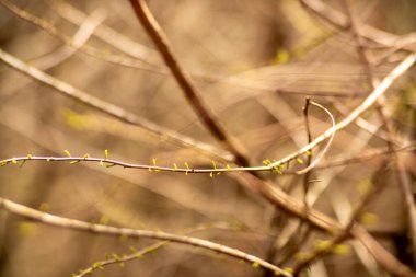 Tomurcuklanan sarmaşıkların yakın çekimi ilkbaharın gelişinin ve doğanın yenilenmesinin özünü yakalıyor..