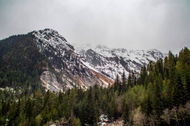 Bulutlu bir günde görkemli bir şekilde yüksek ağaçlarla çevrili karlı bir dağ sakin bir kış manzarası yaratıyor.