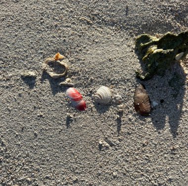 Renkli deniz kabukları Florida Keys 'te kumların ve kayaların arasında oturur.
