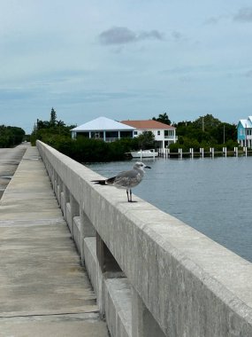 Bir martı, Florida Keys 'in okyanus kıyısında beton bir köprüde nöbet tutuyor.