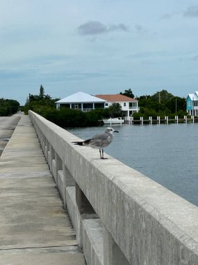 A seagull stands guard on a concrete bridge near a Florida Keys oceanside neighborhood clipart