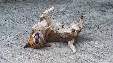 Ülke sokaklarında başıboş gezen evsiz köpek Georgia güzel hayvanlar pofuduk sevimli seyahat fotoğrafçılığı.