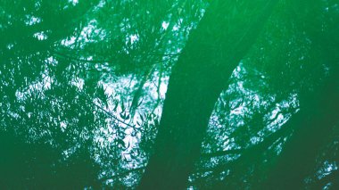 Ağaç, NZ 'de yeşil su birikintisi sanatsal ifadesinde yansımayı bırakır