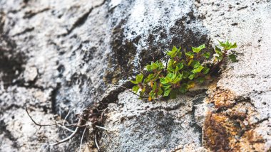 Bitkileri kapat. Çiçek ağacı Georgia 'da çiçek yaprakları gibi yemyeşil.