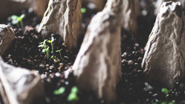 Yavru bitkiler filizleniyor. Geniş büyüyen makro. Yakın plan fotoğraf.