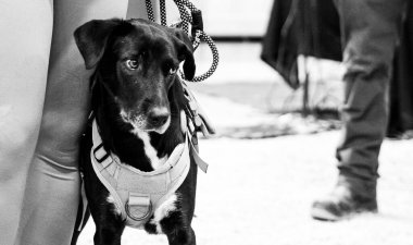 Sahiplerinin yanında bir köpek Yeni Zelanda 'da insanların portrelerini yapıyor.