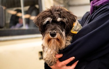 Sahiplerinin yanında bir köpek Yeni Zelanda 'da insanların portrelerini yapıyor.