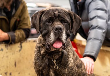 Sahiplerinin yanında bir köpek Yeni Zelanda 'da insanların portrelerini yapıyor.