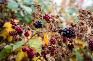 Resim açıklaması: Blackberry çalıları Sonbaharda Yeni Zelanda 'da kapanıyor