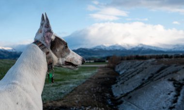 Greyhound köpeği uzaklığa bakıyor baş beyaz yatay yakın çekim