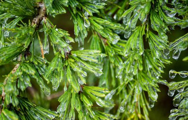 Çam iğneleri buzla kaplı taze taze taze, soğuk Yeni Zelanda