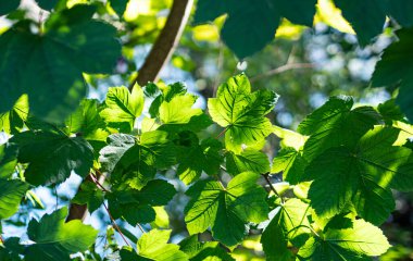 Yeşil güneşe yakın, güzel hava günlerinde parlayan yaz fotoğrafı.