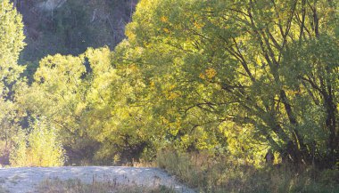 Ağaçlar yeşil yapraklar Yazın Yeni Zelanda 'da yürüyüş fotoğrafında mutlu bir gün