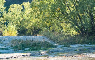 Ağaçlar yeşil yapraklar Yazın Yeni Zelanda 'da yürüyüş fotoğrafında mutlu bir gün