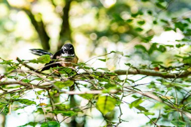 Fantail Yeni Zelanda yerli kuşu doğaya yakın