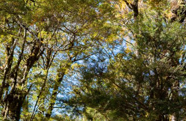 Yerli Yeni Zelanda ağacı örtüsü yosunlu doğa yatay