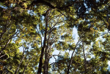 Yerli Yeni Zelanda ağacı örtüsü yosunlu doğa yatay