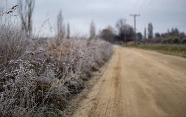 Karla kaplanmış bitkiler, narin fotoğrafı yakın.