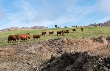 Hereford ineklerinin sürüsü tarlada güzel Orta ve Yeni Zelanda