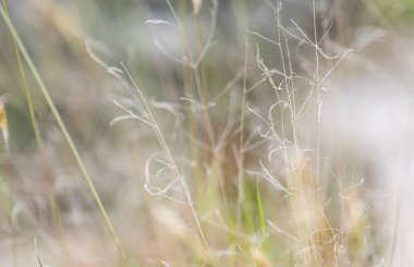 Çimenleri kapatın. Yeni Zelanda 'nın ince çayırları.