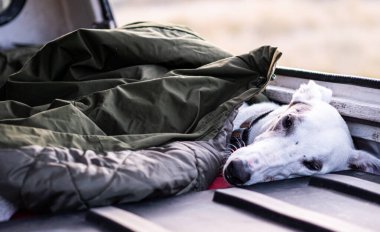 Battaniyeye sarılı bir arabada kamp fotoğrafına sarılmış köpek.