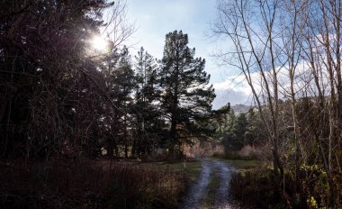 Büyük kozalaklı ağaç çamı ve güneş muhteşem manzara manzarasının arkasında.