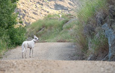 Beyaz tazı köpeği doğa ile çevrili güzel dağ tepeleri fotoğrafı.