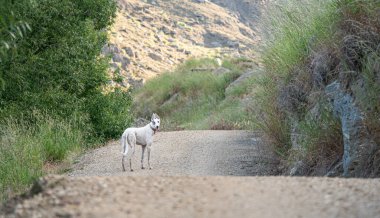 Beyaz tazı köpeği doğa ile çevrili güzel dağ tepeleri fotoğrafı.