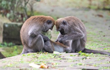 Makaklar Malezya 'nın güneydoğu Asya bölgesindeki maymunlar. Hayvanların fotoğraflarını çekin.