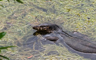 Big water monitor lizard in water southeast asia malaysia photo clipart