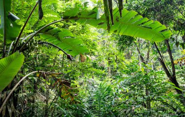 Tropical plants flowers southeast asia jungle lush green rich photo