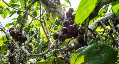 Güneydoğu Asya Malezya 'da tropik meyve yetiştiren bitkiler