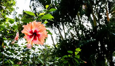 Tropik bitkiler, güneydoğu Asya ormanları, yemyeşil, zengin fotoğraflar.