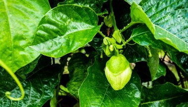 Güneydoğu Asya Malezya 'da tropik meyve yetiştiren bitkiler