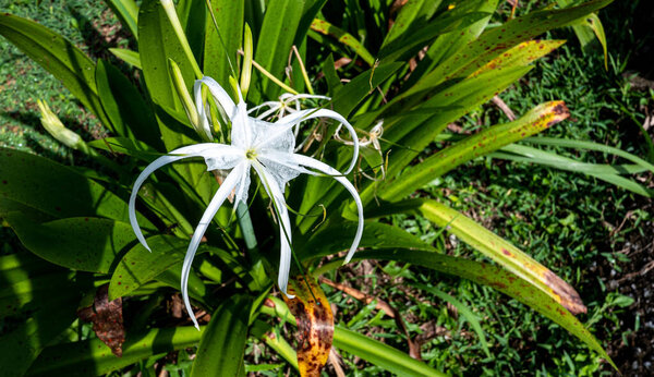 Tropical plants flowers southeast asia jungle lush green rich photo